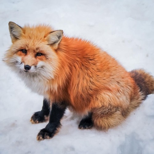 everythingfox:Much fluff: Sarah Frances