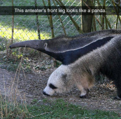 sodomymcscurvylegs:  tastefullyoffensive:  [andrewinmelbourne]  This fucked me up so badly for about three minutes! I sat here staring at this like: “What the fuck is that long necked panda thing?!”