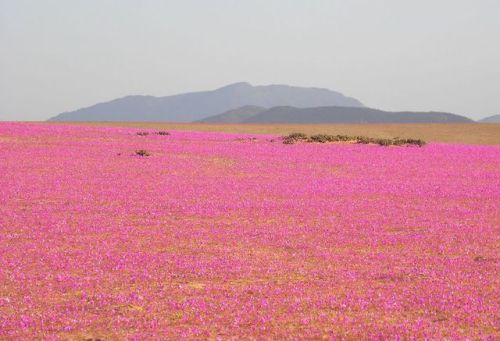 prunvs: Flowering Desert, Chile The flowering desert is a climatic phenomenon that occurs in the Ata