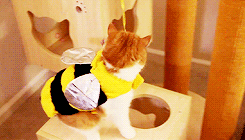 kittycatdaily:  Happy Halloween! 