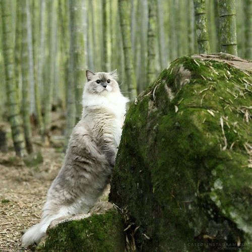 catsofinstagram:From @sweetheartragdoll: “Samson: I am in the bamboo forest adventure” #twitterweek #catsofinstagram [so