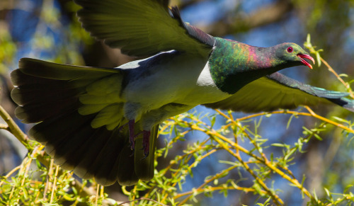 New Zealand Pigeon (Hemiphaga novaeseelandiae)© NZ Nature by Glenda Rees