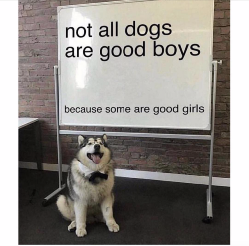 gale-of-the-nomads: babyanimalgifs: Valid point.via @lifewithmalamutes