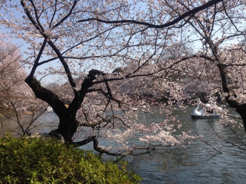 Can&rsquo;t wait for Spring. Inokashira-koen, Kichijoji