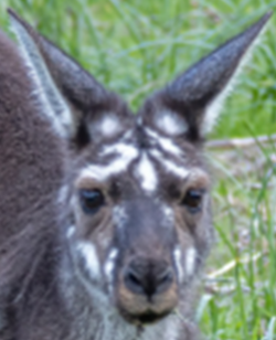 XXX platypu:western grey kangaroo unique facial photo