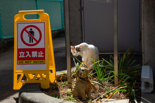 京島で出会ったお疲れ気味のネコさん Cats in Kyojima ,TokyoA tired one