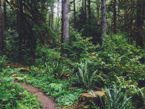 justapplyyourself:Shellburg Falls Trail. Santiam State Forest, Oregon.