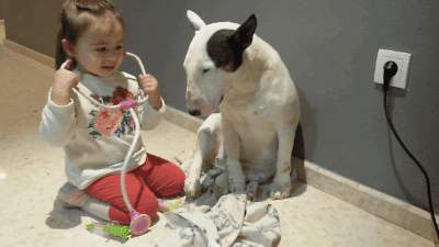 gifsboom:Little Girl Plays Doctor With Patient Bull Terrier. [video]