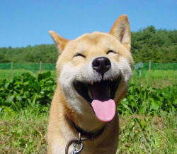 New Post has been published on http://bonafidepanda.com/30-pictures-happiest-animals-world-stone-cold-hearts-smile/30 Pictures of the Happiest Animals in the World that Will Make Even the Most Stone-Cold Hearts Smile We actually don’t want to mislead