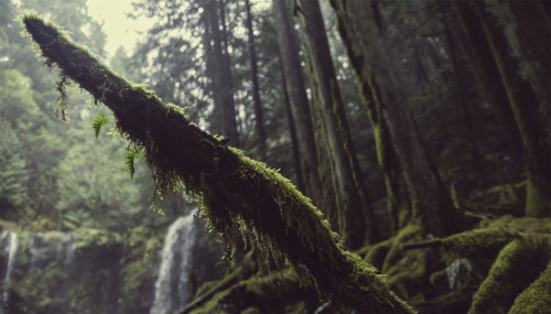 opticallyaroused:  Mako Miyamoto’s The Emerald Forest: Brilliant, Mysterious Landscapes 