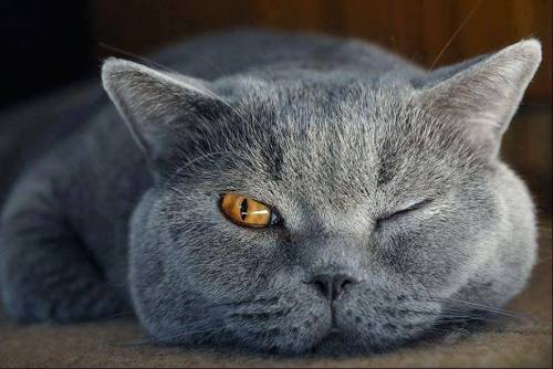 Orange british shorthair blue eyes