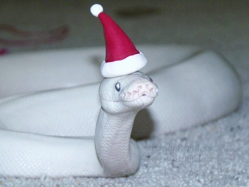 theactualcluegirl: i-m-snek: We wish you a Merry Hissmass~ And a happy Noodle Year!