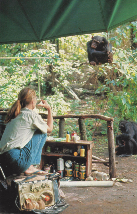 vintagenatgeographic:Jane Goodall, National Geographic