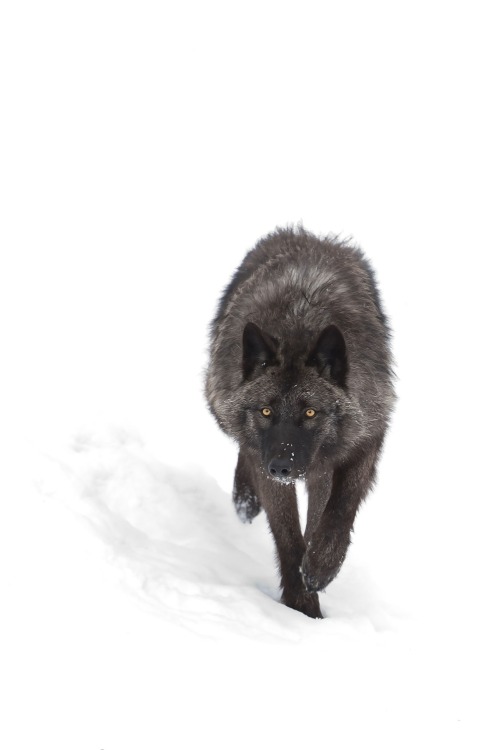 beautiful-wildlife: Black Wolf by Jim Cumming  LONEWOLF