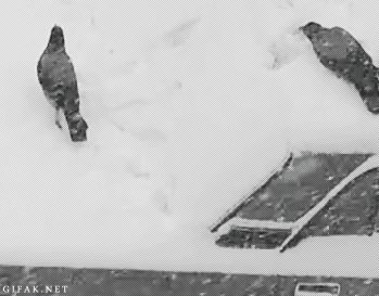 truezodiacfact:  Crow playing in the snow