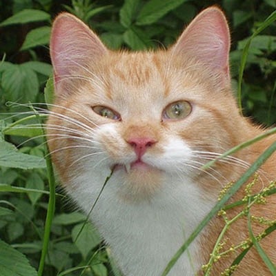 catsuggest:me when humaine say donot chomp leaf