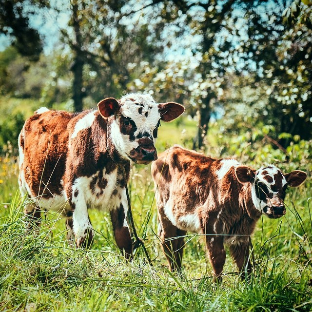 andrewperdomoart:  📷😁 #Boyacá #Tasco #Normando #Ganado #GanadoLechero #Bovino