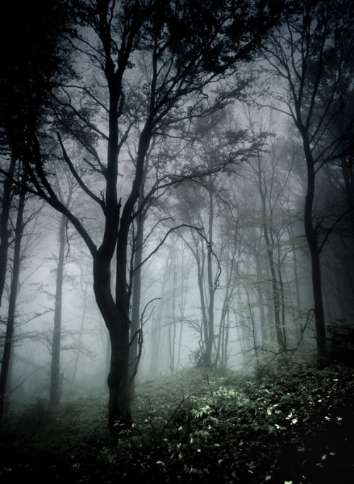 cuiledhwen:dark in forest by szuwar