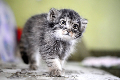 tiger-in-the-flightdeck: admirable-mairon:  theotherwesley:  cuteanimals-only: Rescued Pallas’s cat kitten eye colour changed from blue to yellow just before she was two months old.  I HAVE NEVER BEFORE SEEN A PALLAS CAT IN BABY SIZE   HELP  I thought