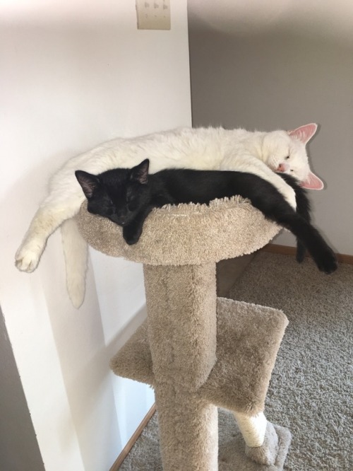 unflatteringcatselfies:  These are my babies, Powder and Rari. They are opposites in every way. Rari is black, energetic, and tiny while Powder is white, lazy, and… ‘big boned’. As you can see, they like sleeping together. :)