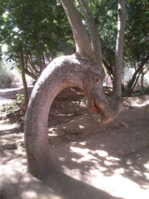 hayley566:  thefabulousweirdtrotters:  Compilation of weird trees   Those aren’t trees. They’re forest creatures disguising themselves as trees. 