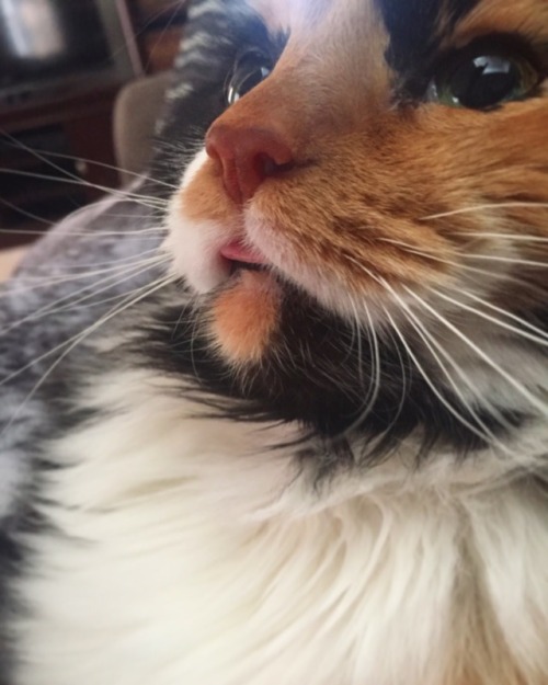 snakemistake:For your consideration: The smollest blep