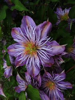 outdoormagic:  Clematis in my garden by Lesley