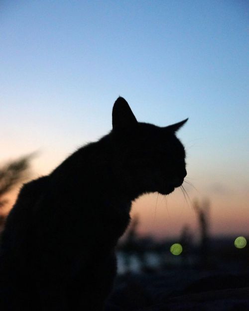 夜への傾斜。 #fixx201309 #シッポ追い #tailchaser #猫 #ねこ #ネコ #cat #cats #猫写真 #東京猫 #外猫 #地域猫 #ねこ部 #まちねこ #ネコスタグラム #