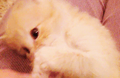 thebabyanimals:  beautiful blog full of baby animals! 