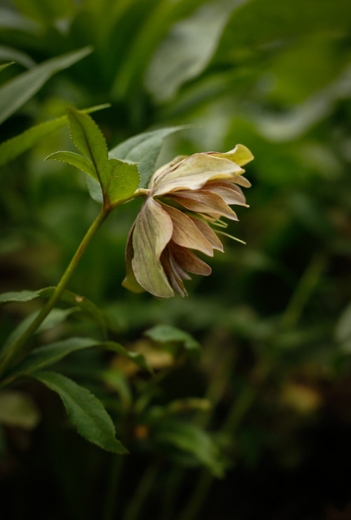 Vintage pink and chartreuse faded winter hellebore add their charm amid the tall arching stems of th