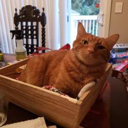 ethicalraccoon:daxter claimed our gift basket as his new bed