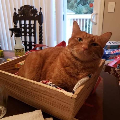 XXX ethicalraccoon:daxter claimed our gift basket photo