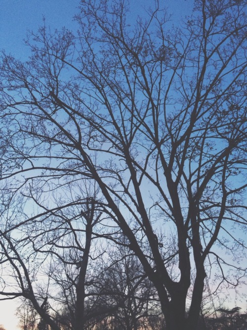 revively:  taken by Lizzie 