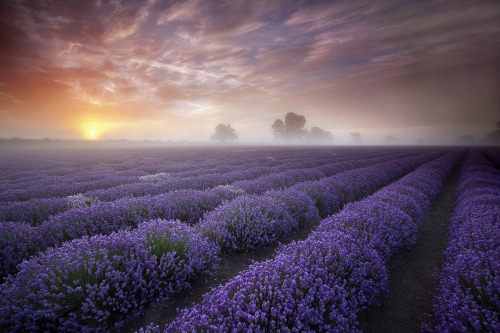 enchanting-landscapes:  Lavender Sunrise by Antony Spencer 