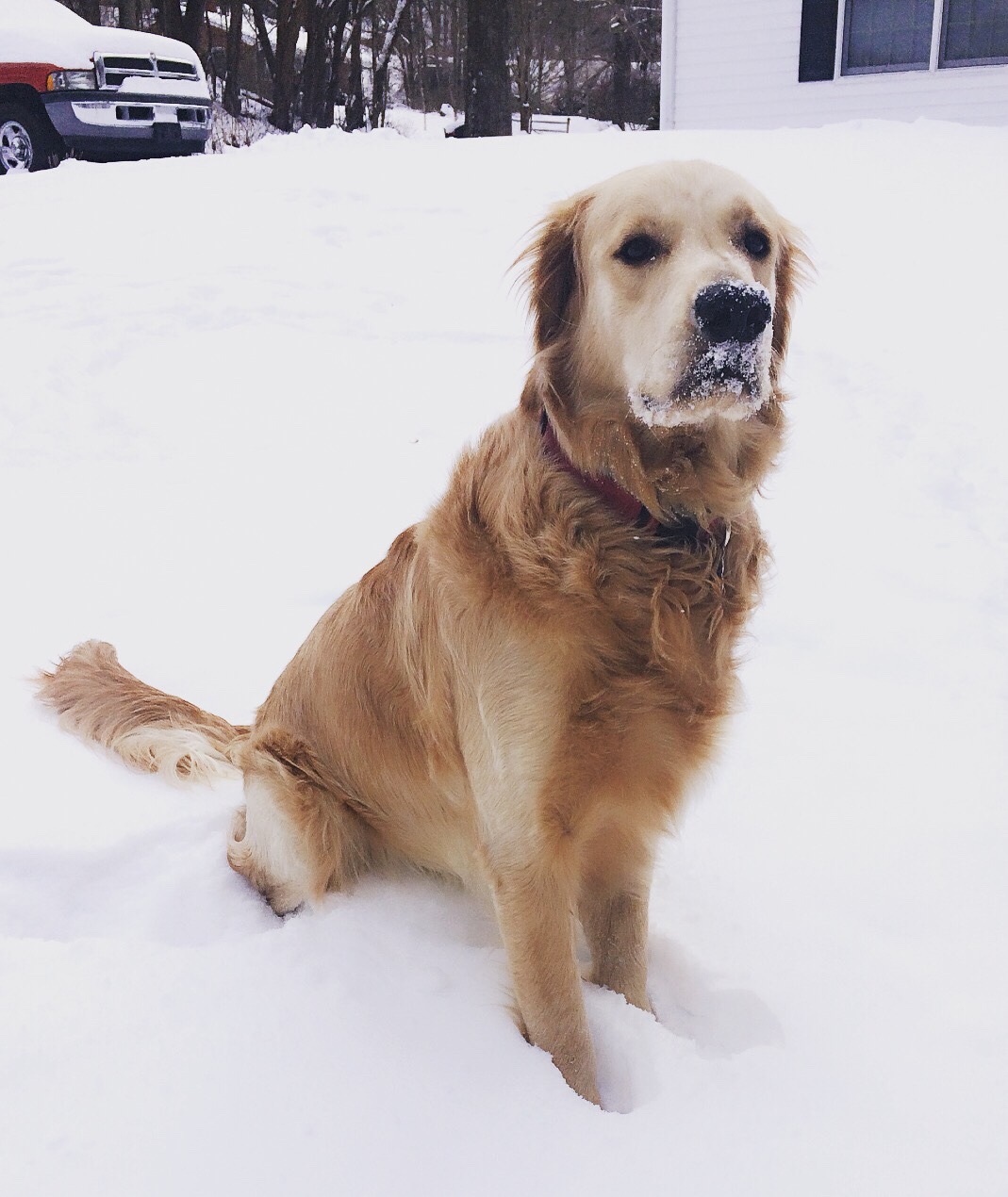 peachyhustle:  This pup turns one this week. I’m crying.
