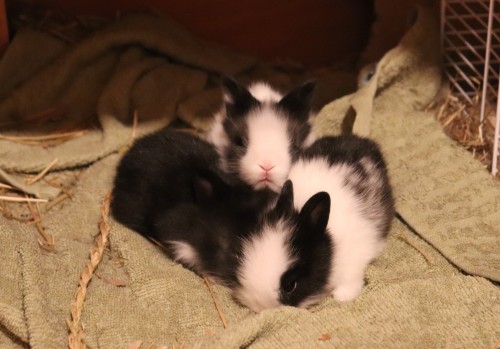 three teeny tiny bunniesGinny,Max&amp;Charlie