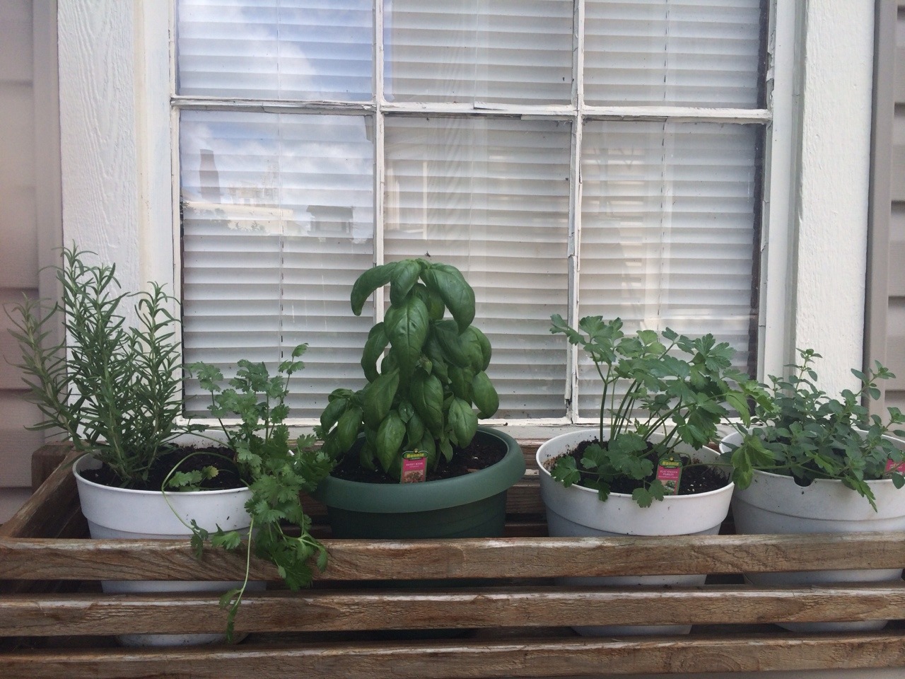 furything:  My moms herbs are lookin real nice.
