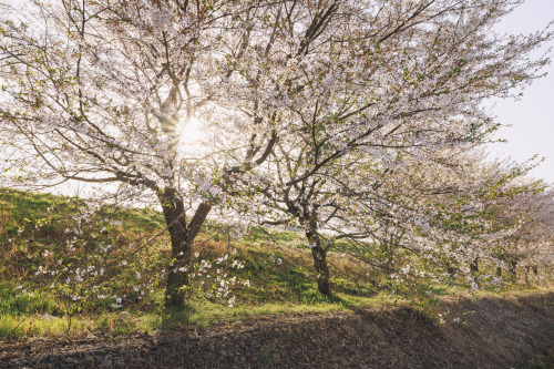 2022-04-09Spring, Cherry BlossomCanon EOS R3 + RF15-35mm f2.8L ISInstagram  |  hwantastic7