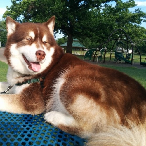 hotdiggitydogblog:  We are currently on our morning walk. I guess Max is done because we got on this table & won’t move.