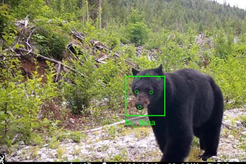 algopop:BearID Project“We develop noninvasive technologies to identify and monitor bears, faci