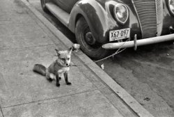 historicalnarrative:  October 1940. Moorhead, Minnesota. “Fox chained to automobile.”  35mm negative by John Vachon for the Farm Security Administration. (Shorpy) 