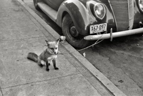 historicalnarrative:  October 1940. Moorhead, Minnesota. “Fox chained to automobile.”  35mm negative