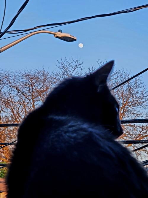 More Wife Pics (plus Pictures Of My Cat!)