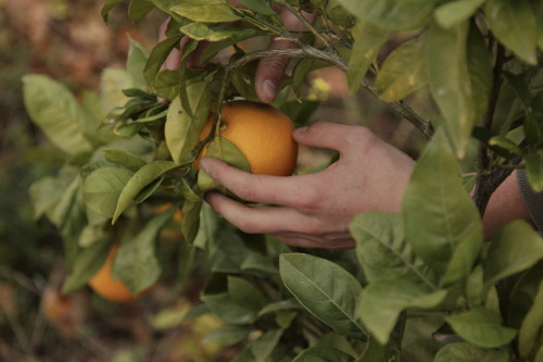 orange tree