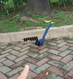 mind-if-i-scream: todaysbird:  today’s bird: this Taiwan blue magpie  I’m sorry, I just love how you’re pointing at him and he’s looking at you like he wants to fight 