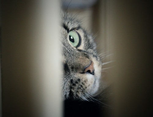 my-cats-better:I see you.•Canon Rebel T6•18-55mm lens