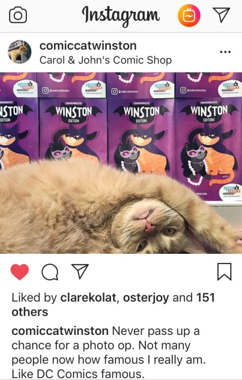 Winston posing with the cover I drew of him! Worlds best comic cat :)