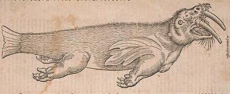 montereybayaquarium:  historieofbeafts:  It’s been a while since we checked in on how the Renaissance is doing with its ocean mysteries, so here is a marine biology update circa 1550. Seals come in two forms: Buff & Triangular Walruses are horrifying