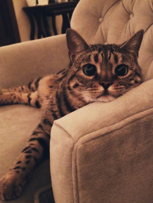 nicefunnycats: cutekittensarefun: Is it Friday yet? Follow @nicefunnycats for more cats video and p