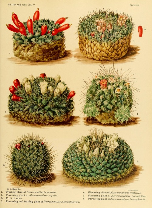 wapiti3:The Cactaceae : descriptions and illustrations of plants of the cactus family by N.L. Britto